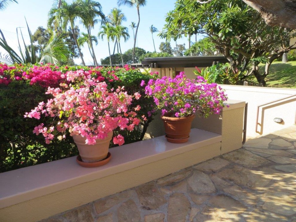 Two pots of vibrant pink flowers on a sunny terrace with tropical plants.