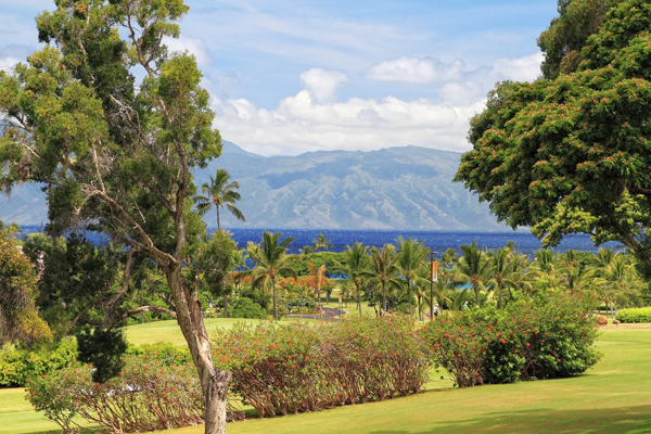 Scenic view of a tropical garden with palm trees and distant mountains under a blue sky.